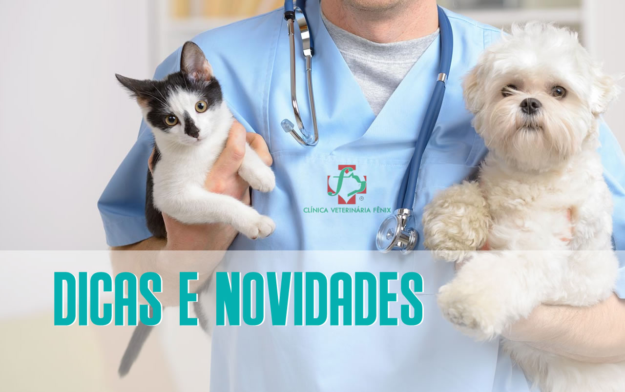 CV Fênix dicas e novidades do blog